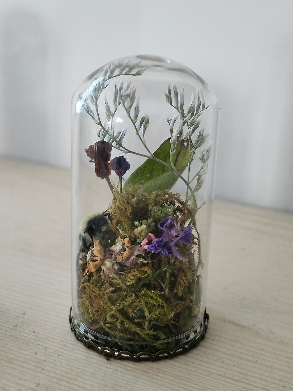 (Copy) Catocala relicta