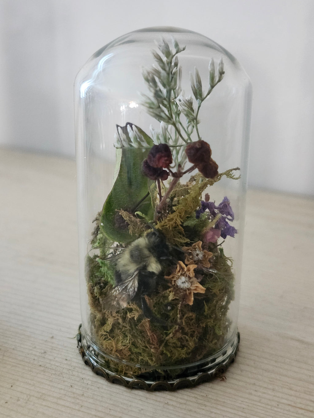 (Copy) Catocala relicta